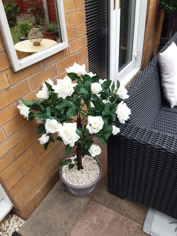 Customer review image