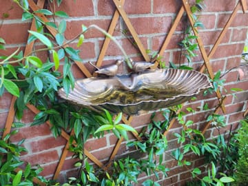 Customer review image