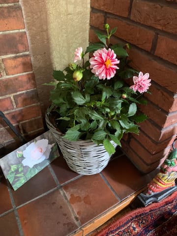 Customer Image