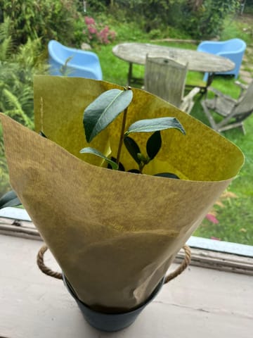 Customer Image