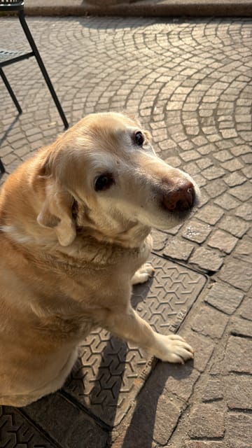 Candela Numero A Forma Di Zampa Di Gatto E Cane Per Torta Di Compleanno - Decorazione A Tema Animali Per Feste (Numero 0)