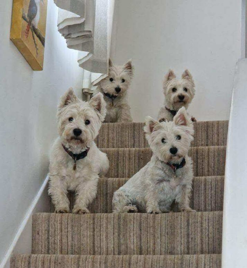 Photo from Elizabeth Merrett's review