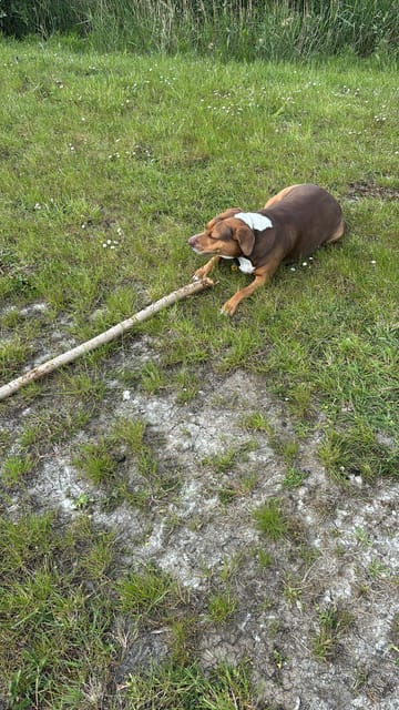 Sanimed Weight Reduction Hond 3 kg