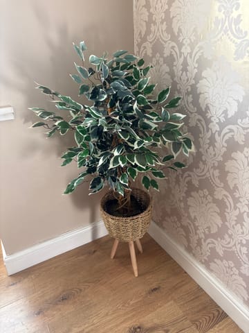 Customer review image